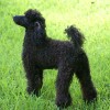 Black Miniature Poodle stacked