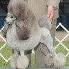 Silver Miniature Poodle during a dog show