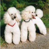 A pair of white coated Miniature Poodle dogs