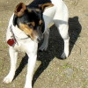 Miniature Rat Terrier with tricolor markings