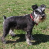 5 year old black and silver Miniature Schnauzer
