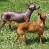 two sizes and coat types of Xoloitzcuintli dogs or Mexican Hairless dogs side by side