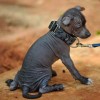 Miniature Xoloitzcuintli puppy