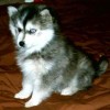 picture of a Siberian Husky pup