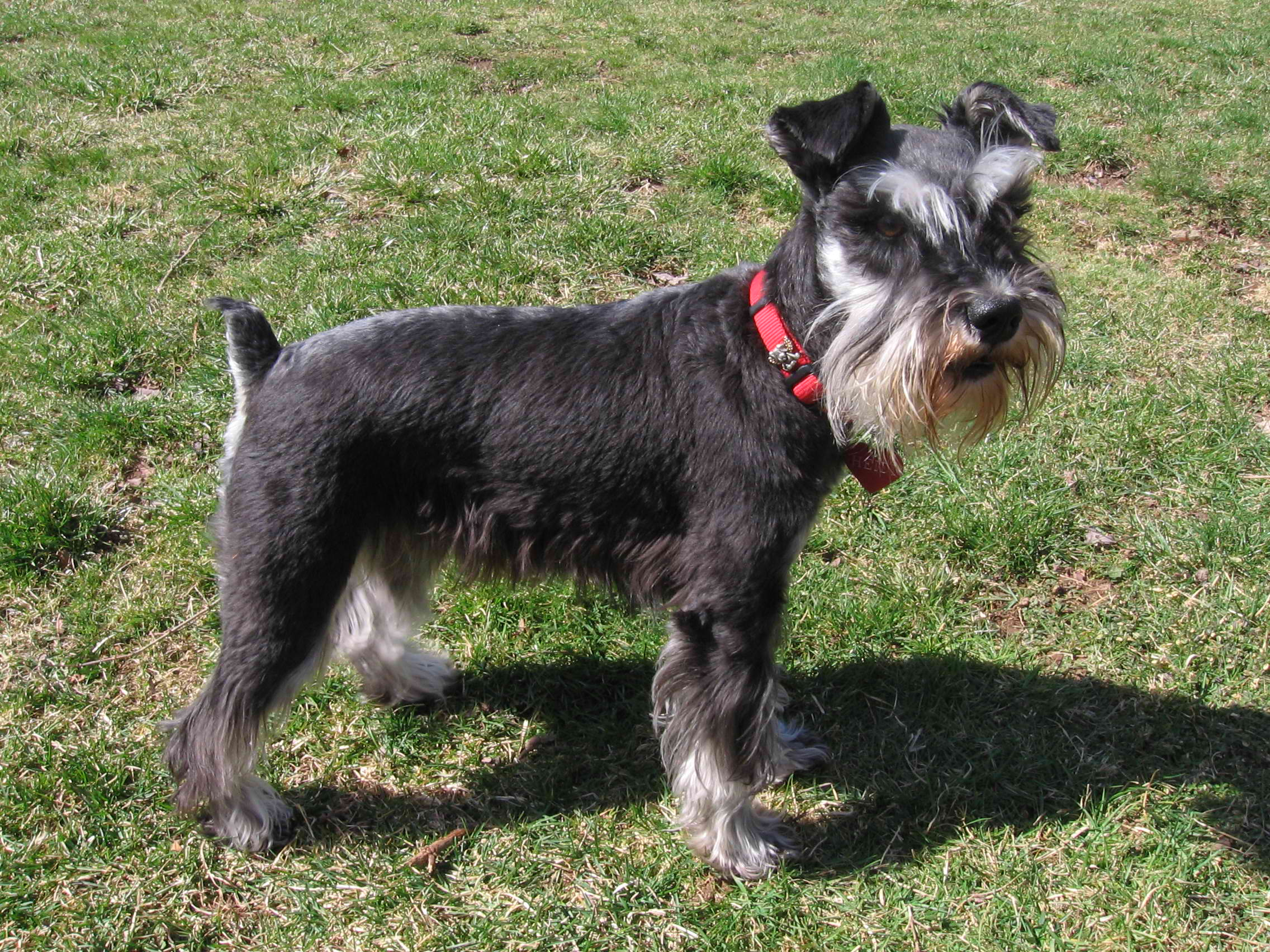Schnauzers – Dog Breed Guide