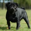 black pug dog standing proud on grass