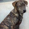 Mountain Cur with brindle coat