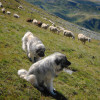 picture of two yugoslavian shepherd dogs while guarding their sheep herd