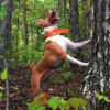 National Kennel Club female Treeing Feist dog breed champion line