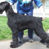 Black Giant Schnauzer dog with its handler