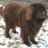 Giant dog breeds - Newfoundland Dog
