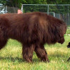 The Newfoundland is one of the biggest dog breeds in the world