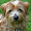 Terrier dog breeds the cute Norfolk Terrier