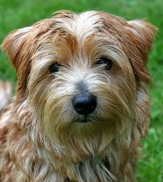 Norfolk Terrier – Dog Breed Guide