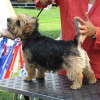 Norfolk Terrier being presented during an outdoor dog show