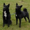 Black coated Norwegian Buhund dogs
