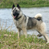 Norwegian Elkhound dog breed profile