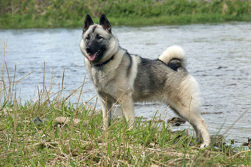 Norwegian Elkhound – Dog Breed Guide