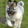 Norwegian Elkhound at two months old