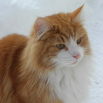 Norwegian Forest Cat out playing in snow