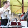 Norwegian Lundehund being judged at a dog show