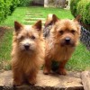 Two cute Norwich Terriers dogs