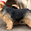 Norwich Terrier dog being presented for conformation