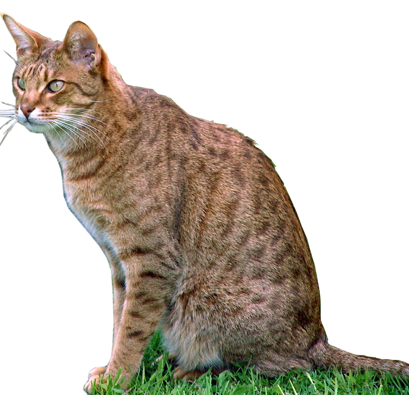 Ocicat – Cat Breeds Guide