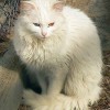 Odd Eyed Anatolian Cat