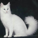 Foreign White Longhair Cat Posing