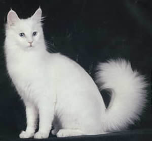 Foreign White Longhair Cat – Cat Breeds Giude