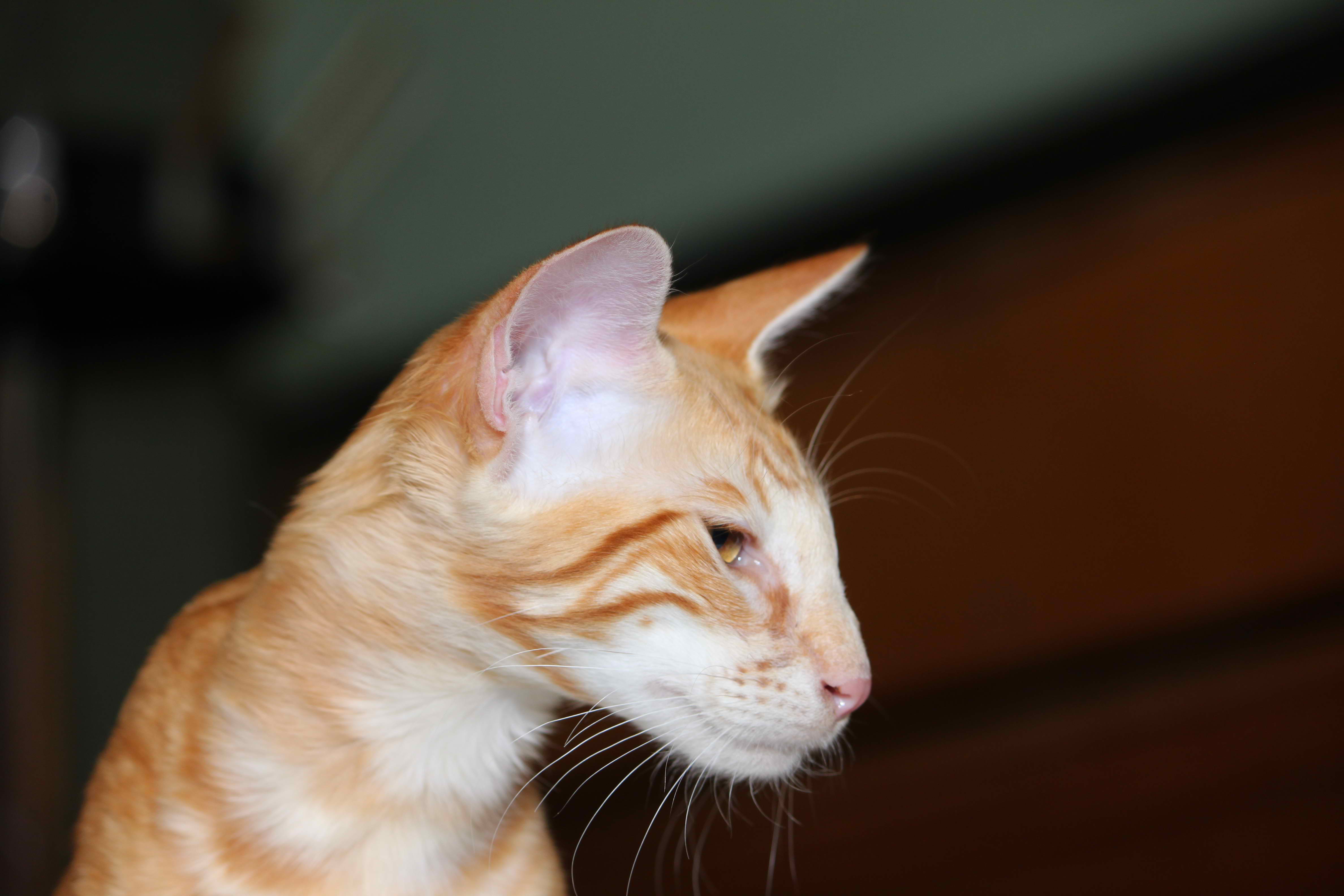 Oriental Longhair Cat – Cat Breeds Guide
