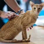Red spotted tabby oriental short hair cat
