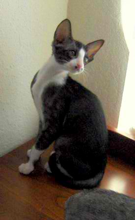 Oriental Short-hair Cat – Cat Breeds Guide
