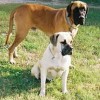 Pair of Nebolish Mastiff dogs