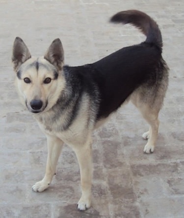 Bhagyari Alsatian – Dog Breeds Guide