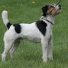 leashed Parson Russel Terrier dog
