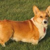 Pembroke Welsh Corgi dog breed profile
