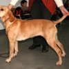 Perdiguero Portuguese being presented during a dog show