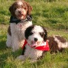 A pair of Spanish Water Dog