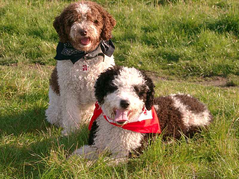 Spanish Water Dog – Dog Breed Guide