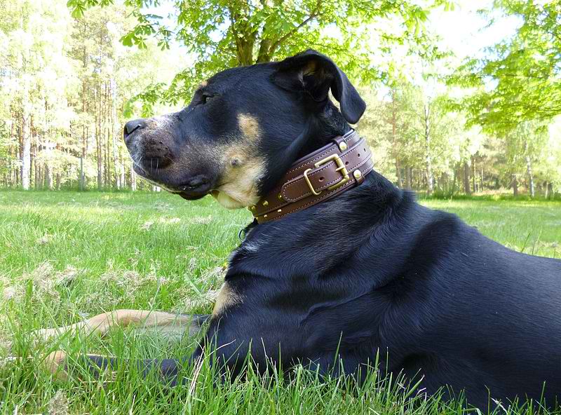 Perro de Presa Mallorquin – Dog Breed Guide