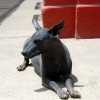 Hairless dog breeds Peruvian Inca Orchid getting some sun