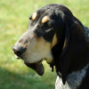 Petit Bleu de Gascogne Dog Breed Profile Head Shot