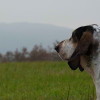 Petit Gascon Saintongeois Dog Breed Profile