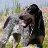 America's hunting dog breeds American Blue Gascon Hound