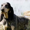 Image of an American Blue Gascon Hound dog breed