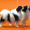 Pair of Phalene dogs with black and white coat