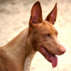 Pharaoh Hound Dog Breed Profile Portrait Side View