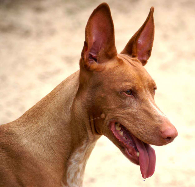 Pharaoh Hound – Dog Breed Guide